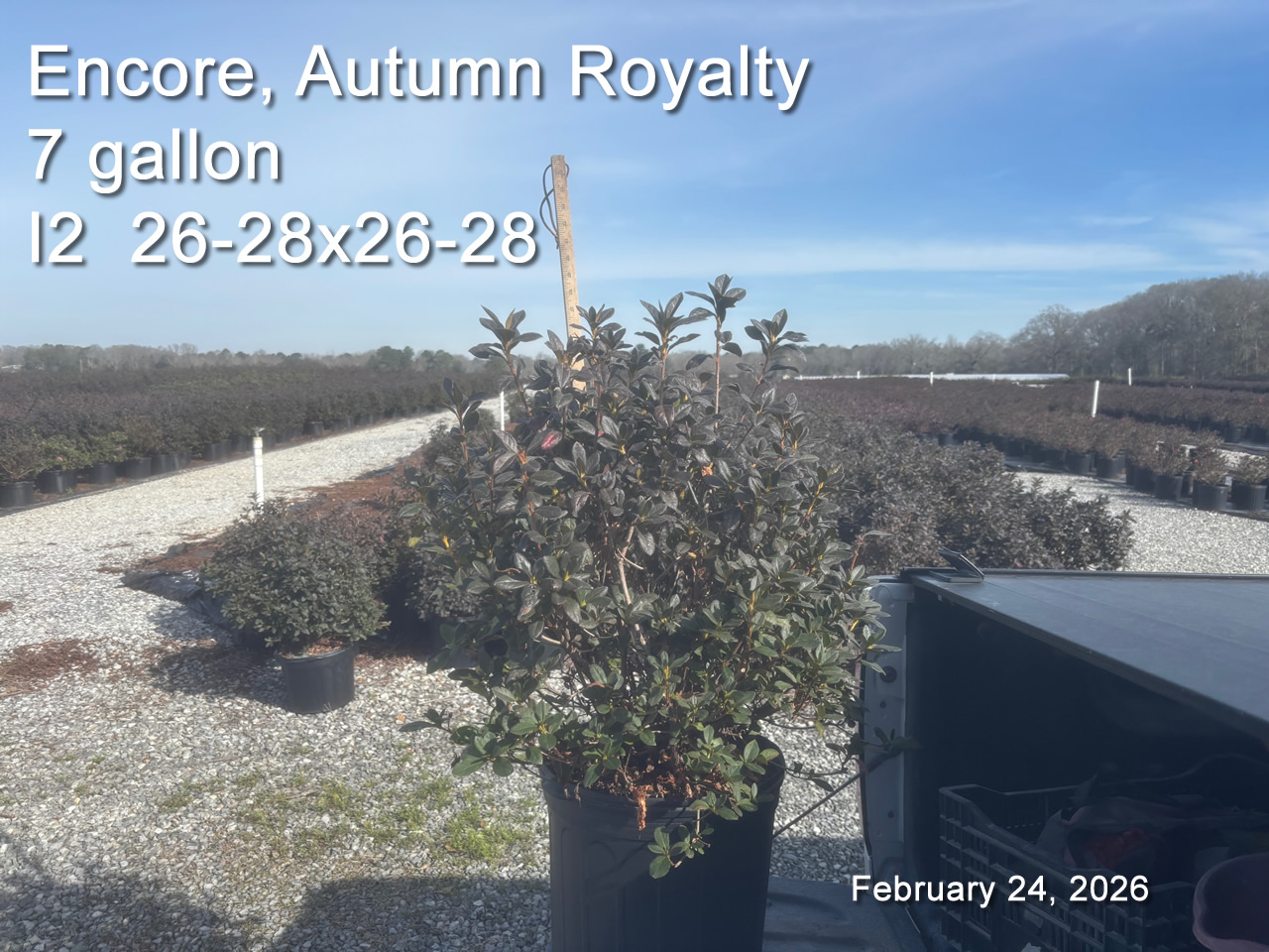 gallery/eroy7 i2 feb24.jpg